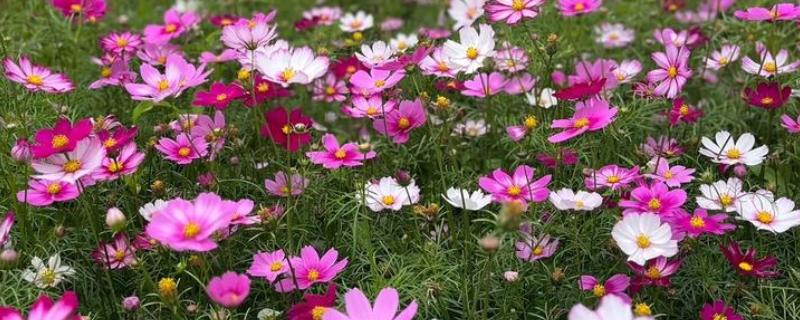 格桑花的花语是什么，寓意珍惜眼前的人、抓住眼前的人等