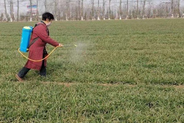 缩节胺的作用是什么，对植物营养生长有延缓作用