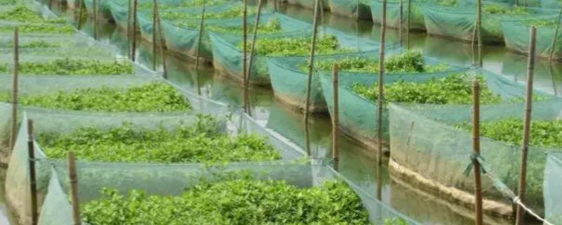 网箱养黄鳝的利润和成本，每个网箱需要200-300元