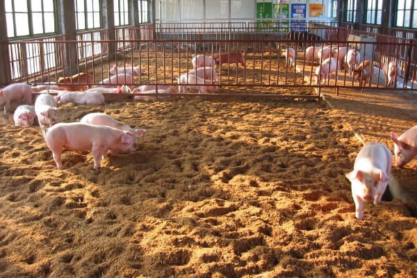 发酵床养猪有什么优点和缺点，可以减少污染改善环境但成本较高