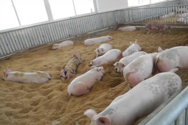 发酵床养猪有什么优点和缺点，可以减少污染改善环境但成本较高