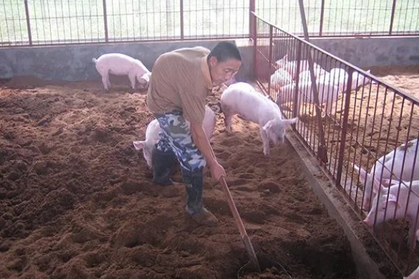 发酵床养猪有什么优点和缺点，可以减少污染改善环境但成本较高