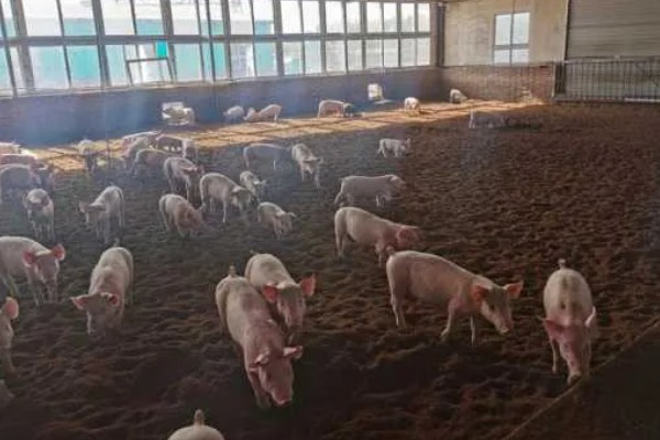 发酵床养猪有什么优点和缺点，可以减少污染改善环境但成本较高