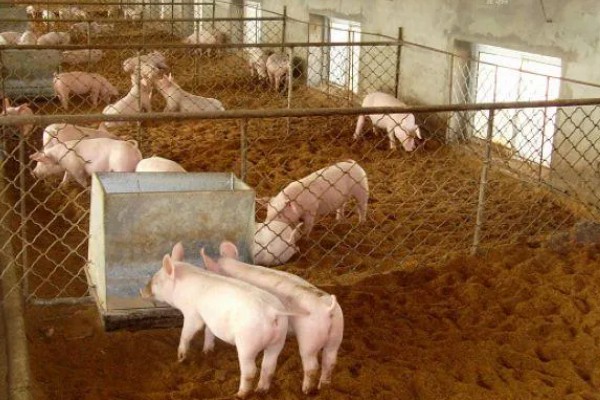 发酵床养猪有什么优点和缺点，可以减少污染改善环境但成本较高