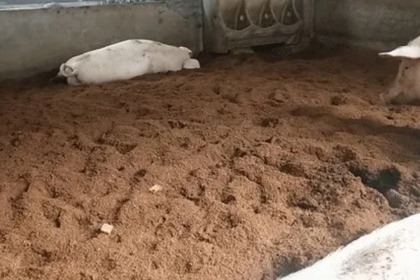 发酵床养猪有什么优点和缺点，可以减少污染改善环境但成本较高