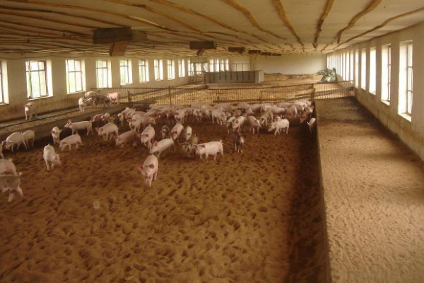 发酵床养猪有什么优点和缺点，可以减少污染改善环境但成本较高