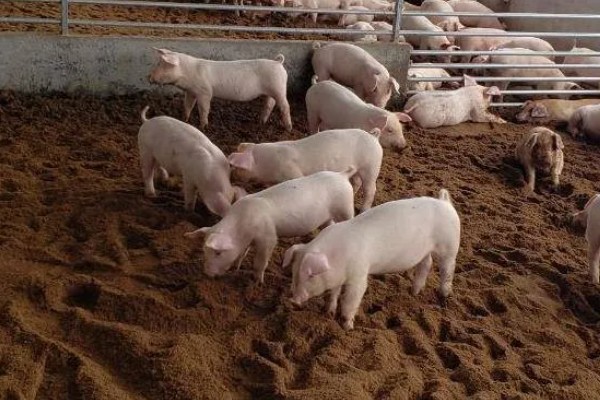 发酵床养猪有什么优点和缺点，可以减少污染改善环境但成本较高