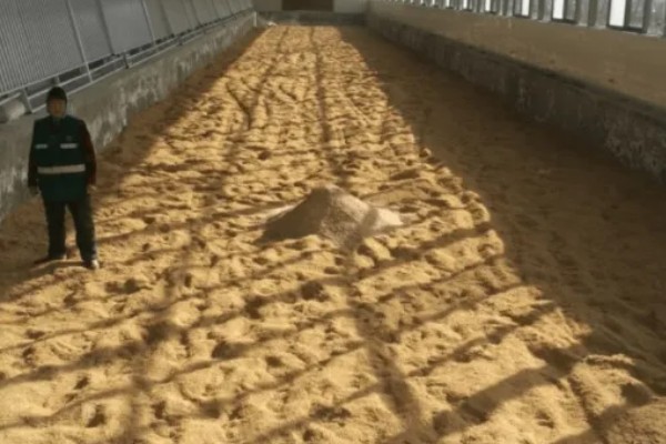 发酵床养猪有什么优点和缺点，可以减少污染改善环境但成本较高