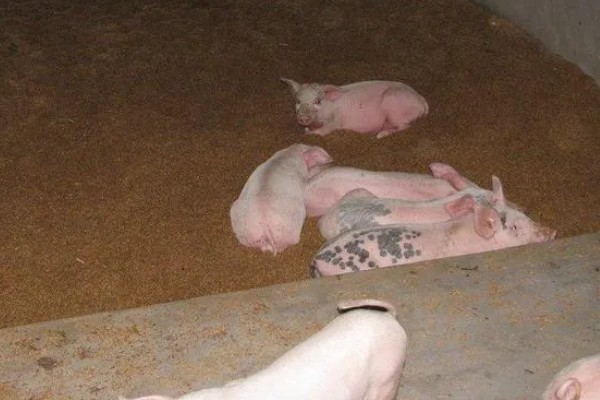 发酵床养猪有什么优点和缺点，可以减少污染改善环境但成本较高