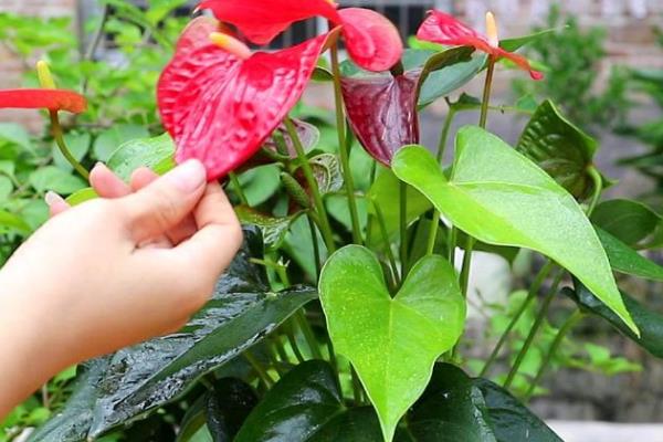 红掌怎么养护，夏季放在半阴通风处