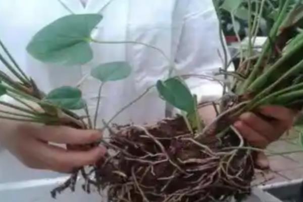 红掌怎么养护，夏季放在半阴通风处