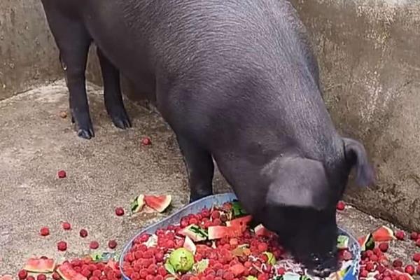 对猪饲喂解益舒有什么作用，可治疗多种发热性疾病