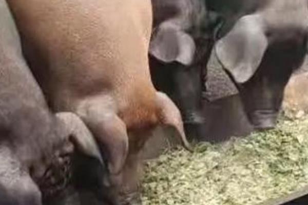 对猪饲喂解益舒有什么作用，可治疗多种发热性疾病