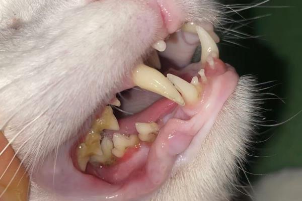 猫咪的口臭原因，存在牙结石、饮食不当、肠胃异常都会引起