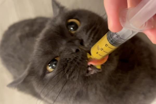 猫咪的口臭原因，存在牙结石、饮食不当、肠胃异常都会引起