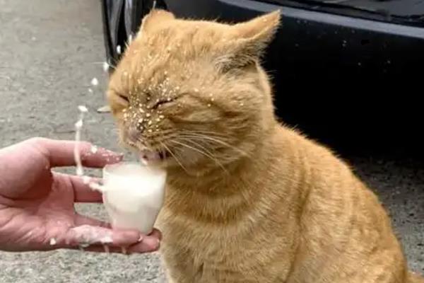 猫咪的口臭原因，存在牙结石、饮食不当、肠胃异常都会引起
