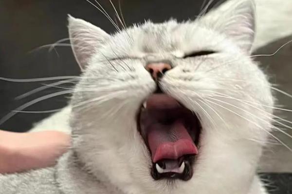 猫咪的口臭原因，存在牙结石、饮食不当、肠胃异常都会引起