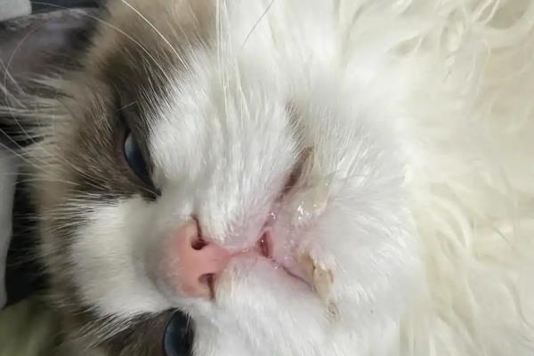 猫咪的口臭原因，存在牙结石、饮食不当、肠胃异常都会引起