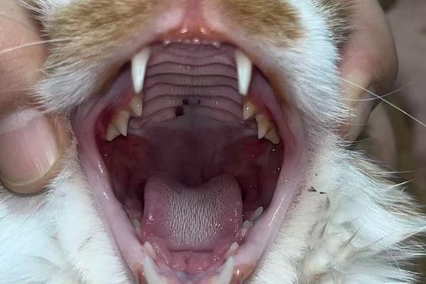 猫咪的口臭原因，存在牙结石、饮食不当、肠胃异常都会引起