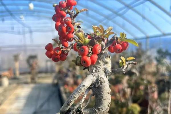 吉祥果盆景的养殖方法，将其放在向阳的环境中养护