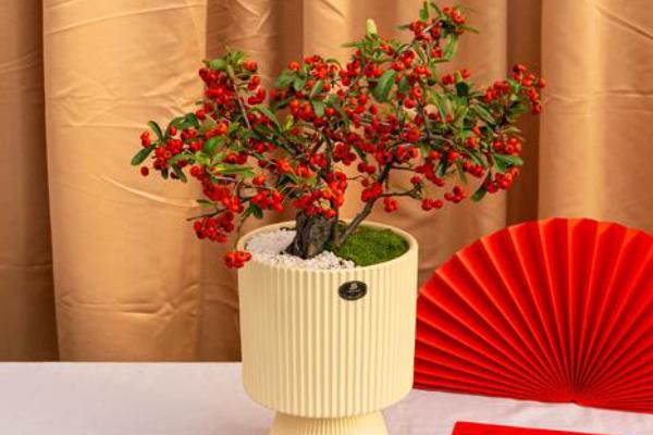 吉祥果盆景的养殖方法，将其放在向阳的环境中养护