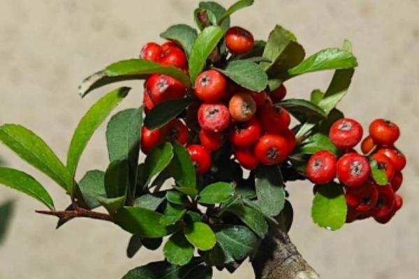 吉祥果盆景的养殖方法，将其放在向阳的环境中养护