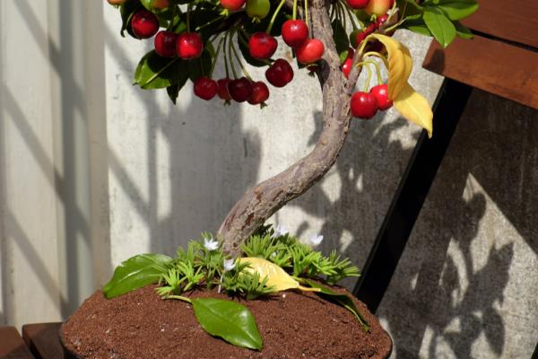 吉祥果盆景的养殖方法，将其放在向阳的环境中养护