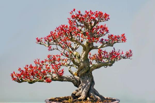 吉祥果盆景的养殖方法，将其放在向阳的环境中养护