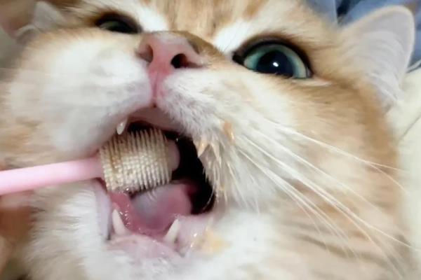 猫咪的口臭原因，存在牙结石、饮食不当、肠胃异常都会引起