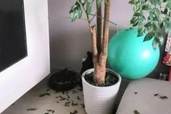 幸福树秋天会不会落叶,秋天会落叶