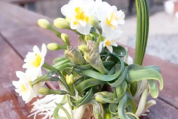 为什么水仙要雕刻，可促进花芽的形成