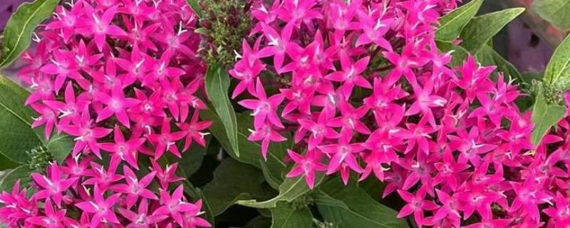 繁星花叶子枯萎怎么处理，将其移到凉爽通风的位置养护