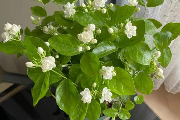 茉莉花怎么养殖，每年清明前后要重剪