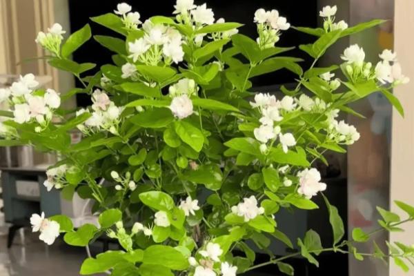 茉莉花怎么养殖，每年清明前后要重剪