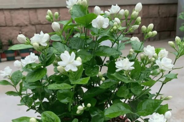 茉莉花怎么养殖，每年清明前后要重剪