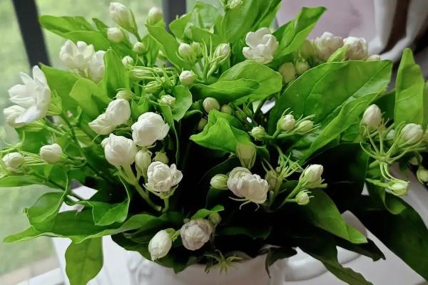 茉莉花怎么养殖，每年清明前后要重剪