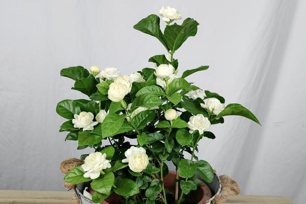 茉莉花怎么养殖，每年清明前后要重剪