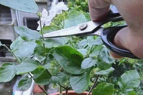 茉莉花怎么养殖，每年清明前后要重剪