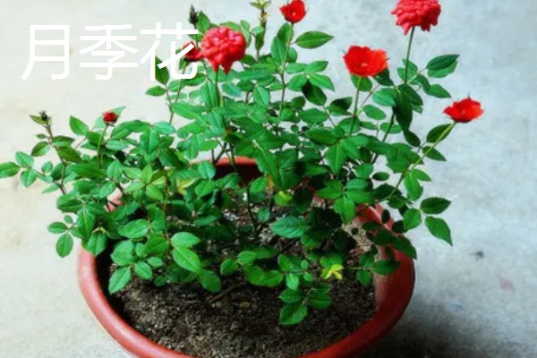 哪些绿色植物会开花，常见月季花、绣球花等品种