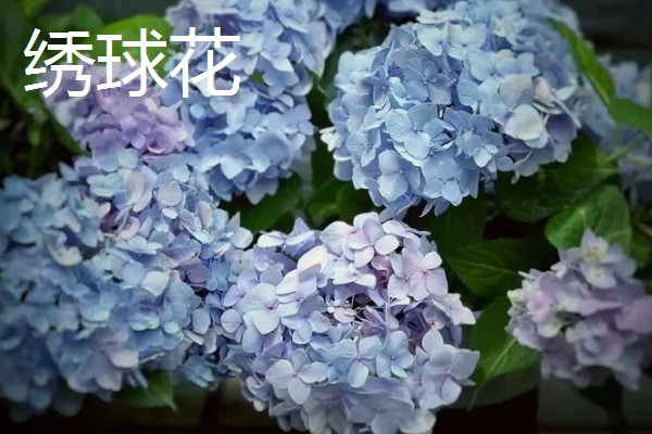 哪些绿色植物会开花，常见月季花、绣球花等品种