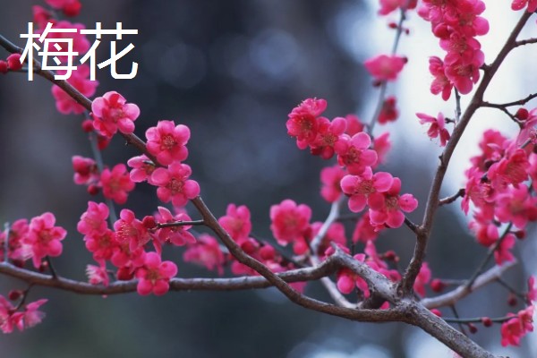 哪些绿色植物会开花，常见月季花、绣球花等品种
