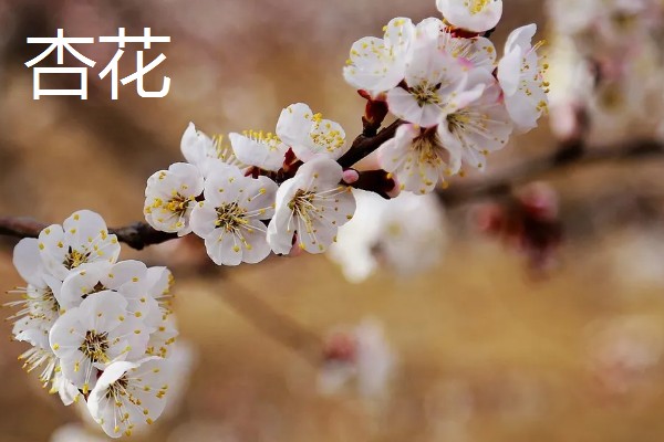 哪些绿色植物会开花，常见月季花、绣球花等品种