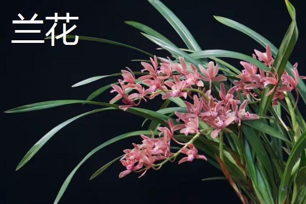 哪些绿色植物会开花，常见月季花、绣球花等品种