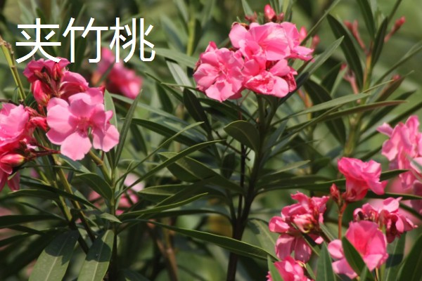 哪些绿色植物会开花，常见月季花、绣球花等品种