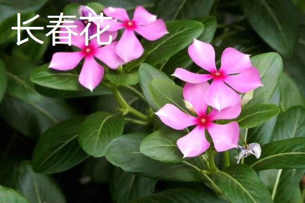 哪些绿色植物会开花，常见月季花、绣球花等品种