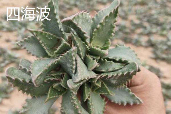 四海波和怒涛有什么区别,叶片、颜色、花朵等方面都不同
