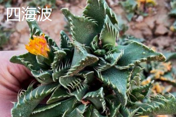 四海波和怒涛有什么区别,叶片、颜色、花朵等方面都不同