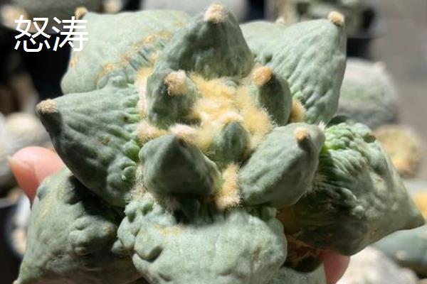 四海波和怒涛有什么区别,叶片、颜色、花朵等方面都不同