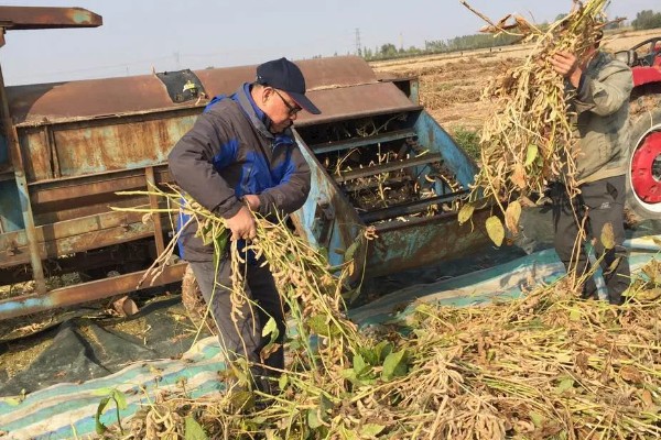 大豆成熟有哪些收获要求，收获期为黄熟末期到完熟期