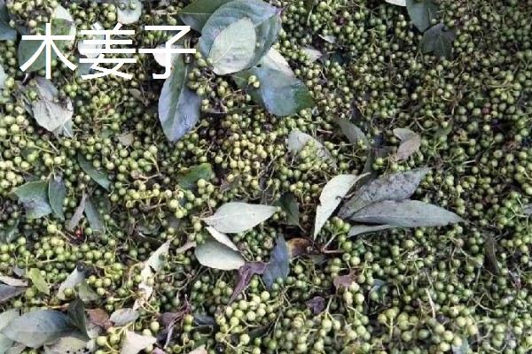 哪些经济作物适合懒人种植，推荐冬虫夏草、木姜子等